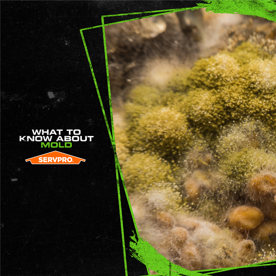 Image of a cluster of green mold spores with SERVPRO sign "What to Know About Mold"  